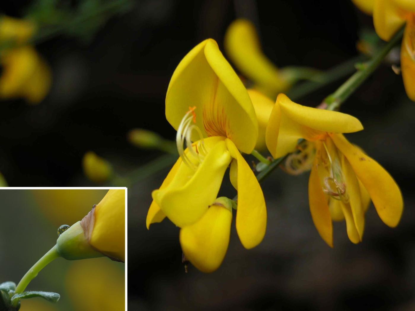 Broom, Common flower